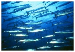 barracuda